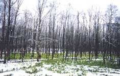 田沢湖町の春の雪写真