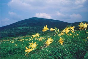 森吉山の夏