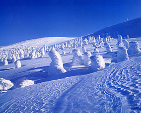 蔵王の樹氷