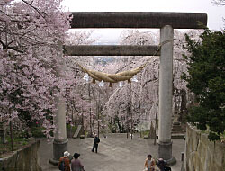 枝垂れ桜（南陽市、烏帽子山八幡宮）