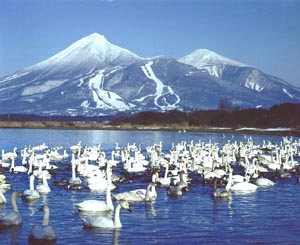 白鳥が飛来する猪苗代湖