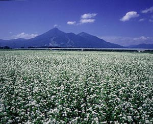 磐梯山と一面の蕎麦畑