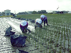 イ草の植え付け（八代地方）