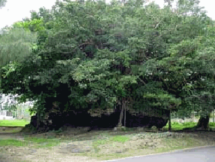 石垣市の津波石（大浜崎原公園）