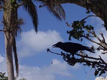 オサハシブトガラス（撮影地、竹富島）